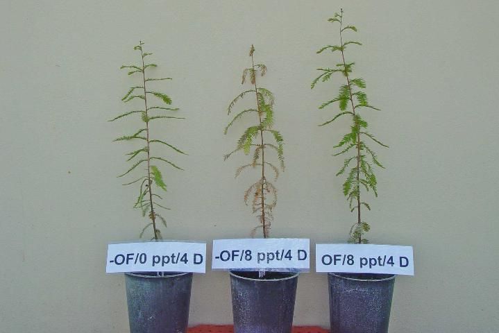 Figure 3. Oxygen fertilization saved bald cypress plants flooded by 8 PPT sodium chloride for four days. Left plant: no oxygen fertilization, no salinity, growing well; middle plant: no oxygen fertilization, 8 PPT salinity stressed, died; right plant: oxygen fertilization, 8 PPT salinity stressed, growing well.
