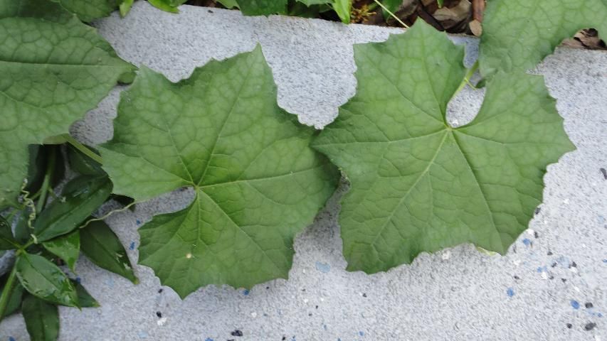 Figure 8. Fully developed leaves of luffa.