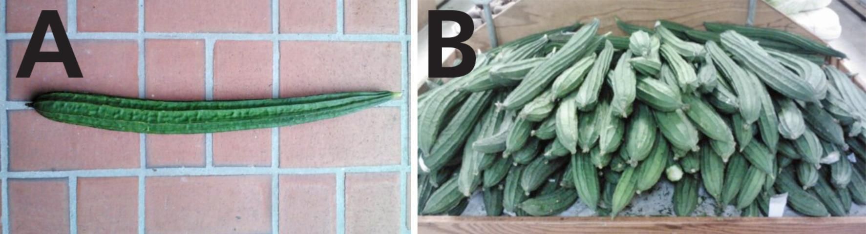 Figure 2. (a) Fresh immature fruit of angled luffa. (b) The fruit of angled luffa have a longer shelf life and are more tolerant to shipping than those of smooth luffa. The angled luffa is more popular in Florida's commercial farms for Asian vegetable crops.