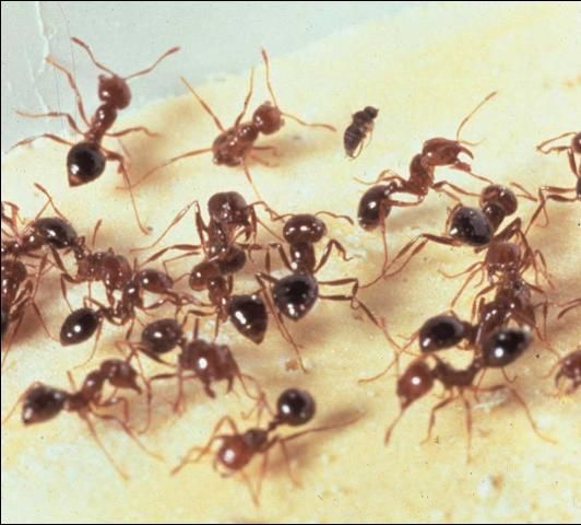 Figure 12. Fire ants.