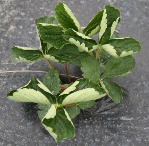 Figure 7. Leaf rolling by strawberry plants when exposed to Stinger® application.