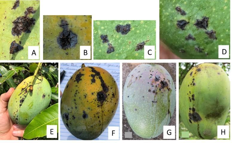 Figure 1. Symptoms of BBS on mango fruit under Florida conditions. Tear staining (i.e., the movement of the pathogen and infection from the stem-end of the fruit toward the nose of the fruit) is caused by rain or overhead irrigation (Photos A, B, D).