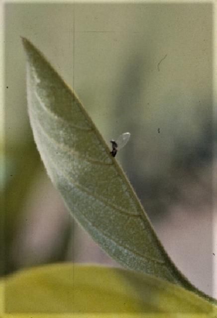 Figure 11. Adult persimmon psylla on leaf.