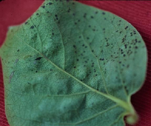 Figure 19. Persimmon leaf spotting.