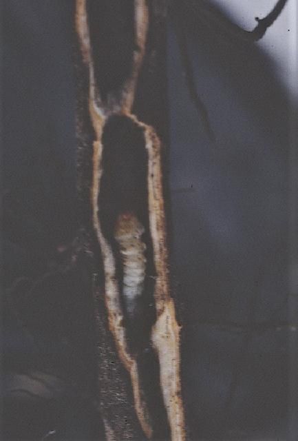 Figure 14. Tree borer inside the root.
