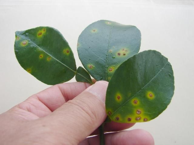 Figure 7. Citrus canker: necrotic lesions surrounded by yellow halos.