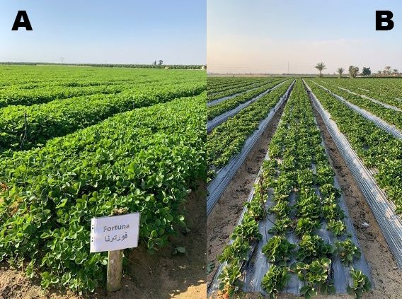 Egyptian plant nursery (A) and fruit production (B).