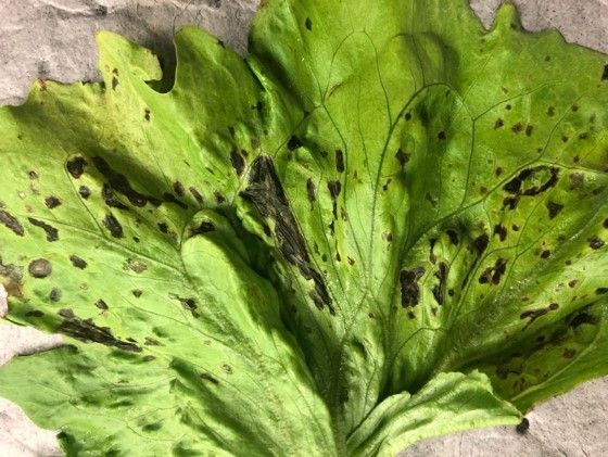 acterial leaf spot advanced symptoms in iceberg lettuce near Belle Glade, FL. 
