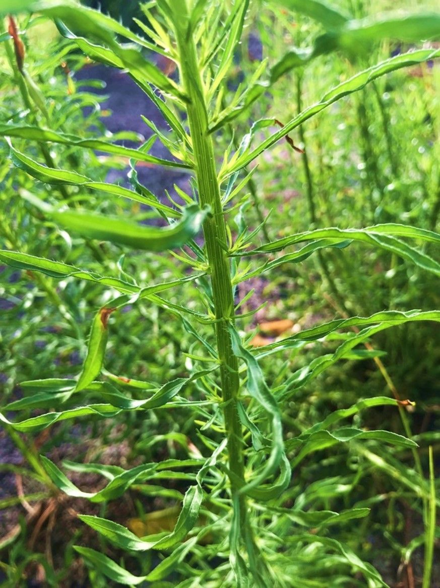 Horseweed stem. 