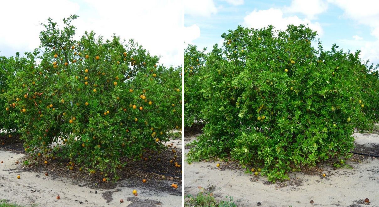 May 2019: Photo of untreated (left) and GA-treated (right) ‘Valencia’ trees. Note differences in canopy density, fruit drop, and fruit color. GA-treated tree has more fruit than untreated, but due to green color they are difficult to see.