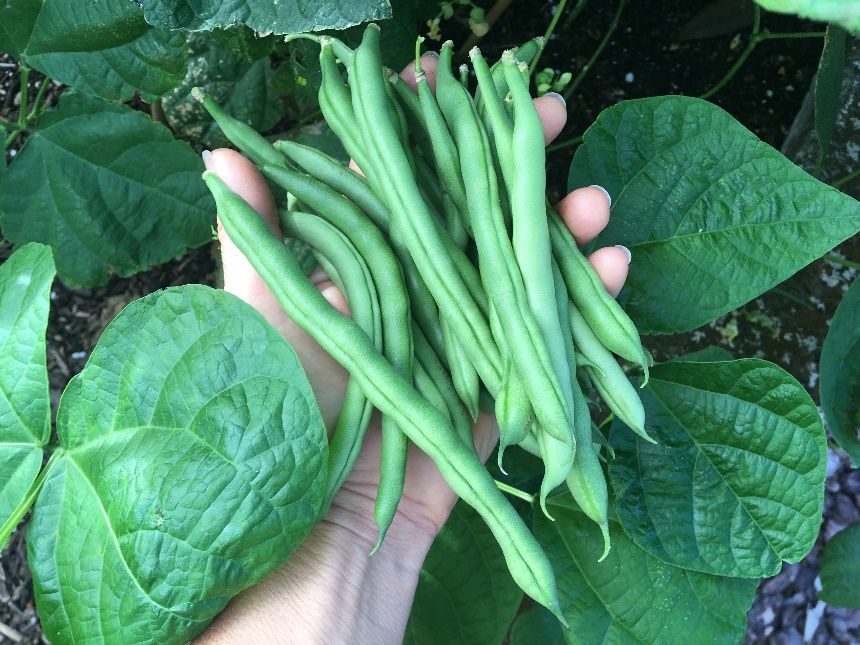 Freshly harvested green beans.