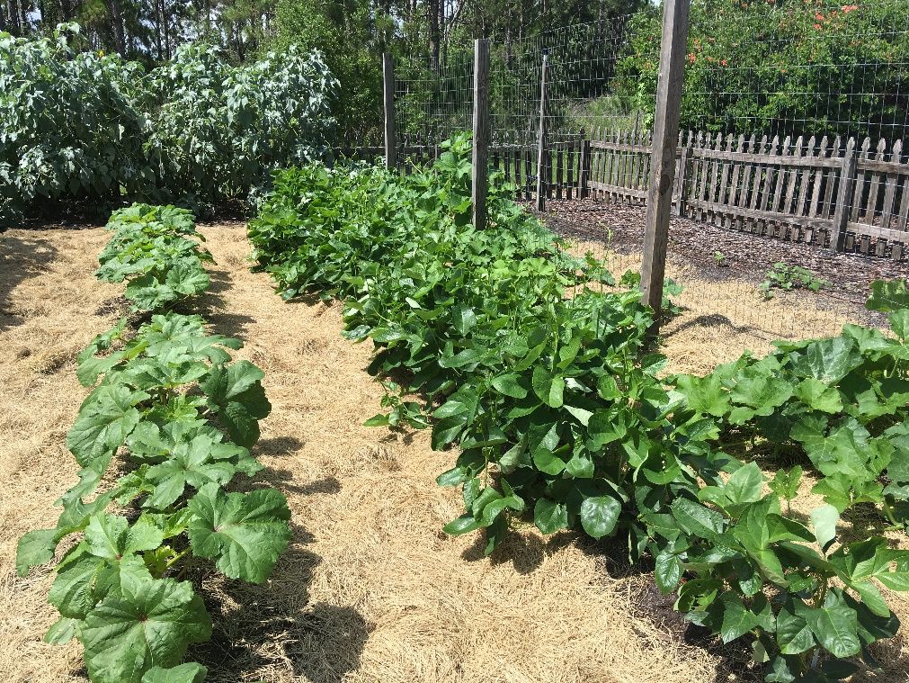 Vegetables grown in an in-ground garden using drip irrigation and straw mulch.