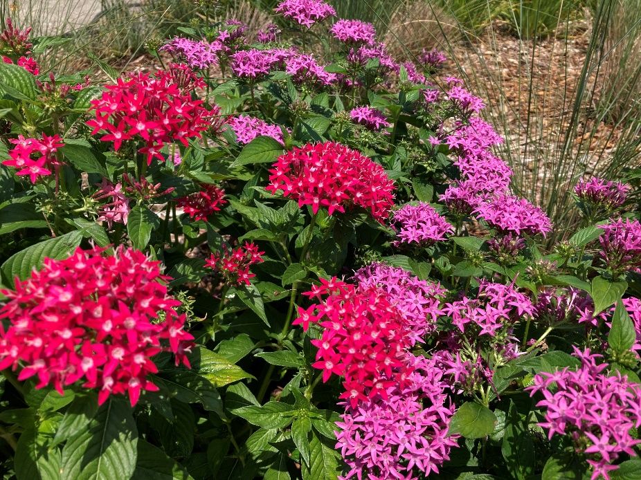 Pentas are Florida-friendly plants that help attract beneficial insects to your garden.