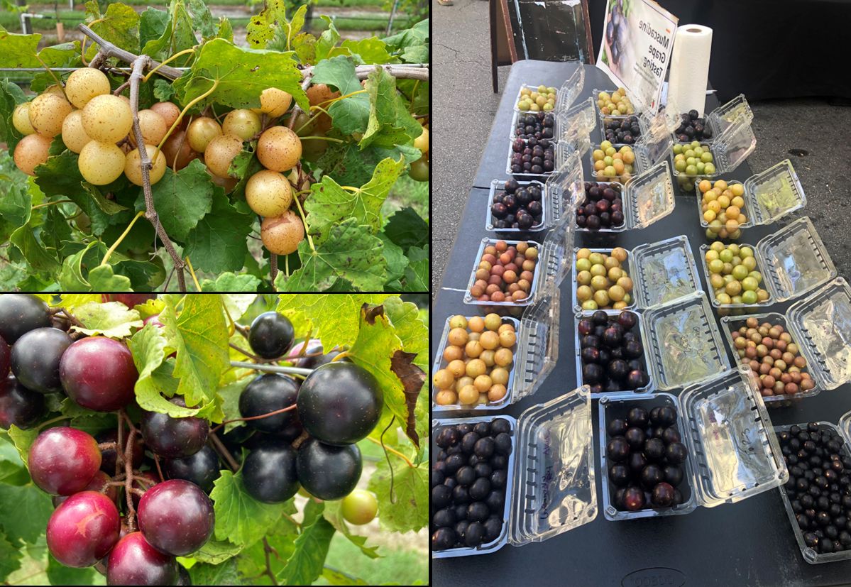 Muscadine grapes on vines (left) and varieties on display in clamshell containers (right).