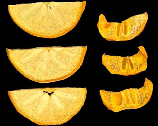 Comparison of visual differences between freeze-dried (left) and dehydrated (right) persimmon slices.