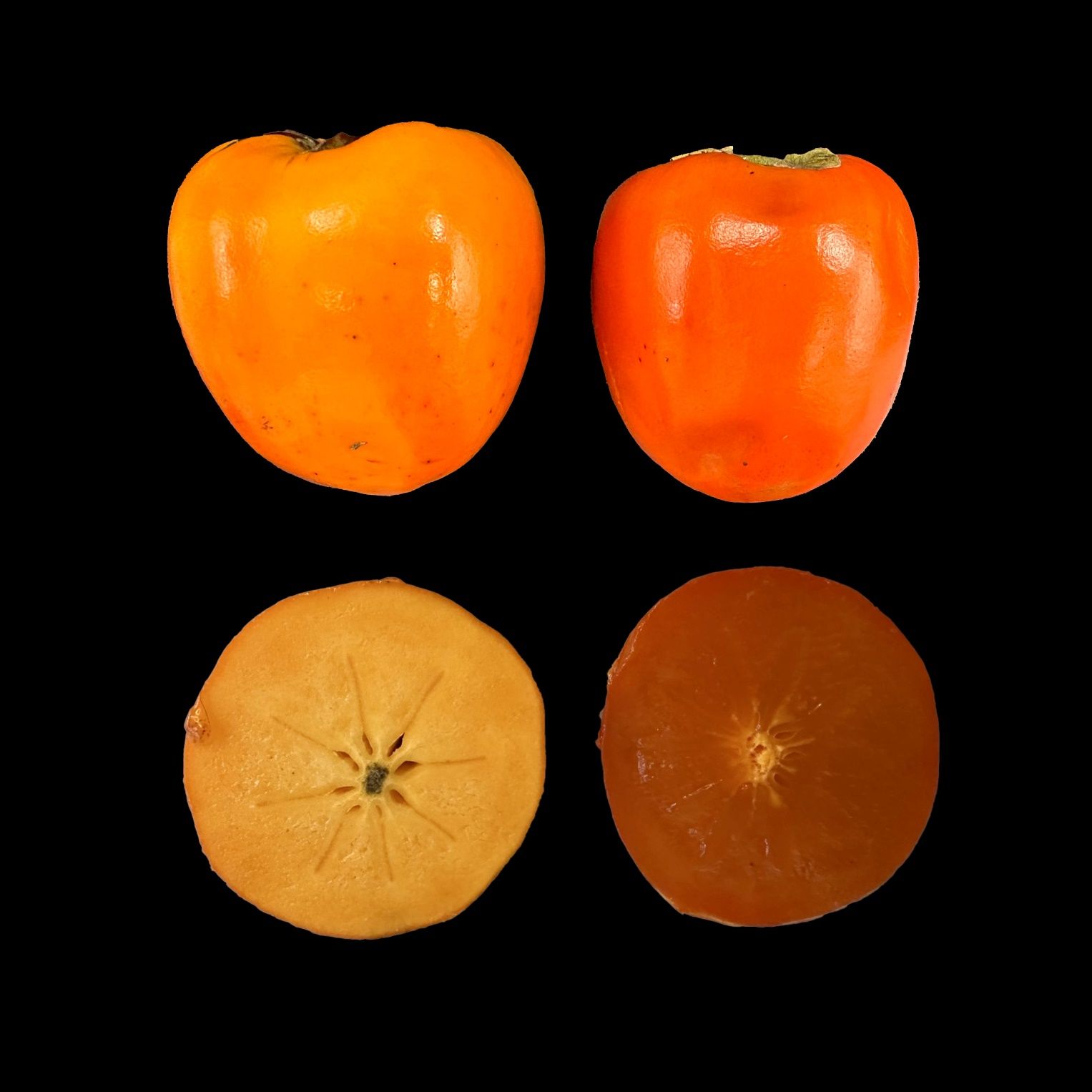 Intact (top) and cross section (bottom) of astringent ‘Hachiya’ fruit before softening (left) and after softening (right). The fruit become non-astringent and edible only when fully soft as shown.