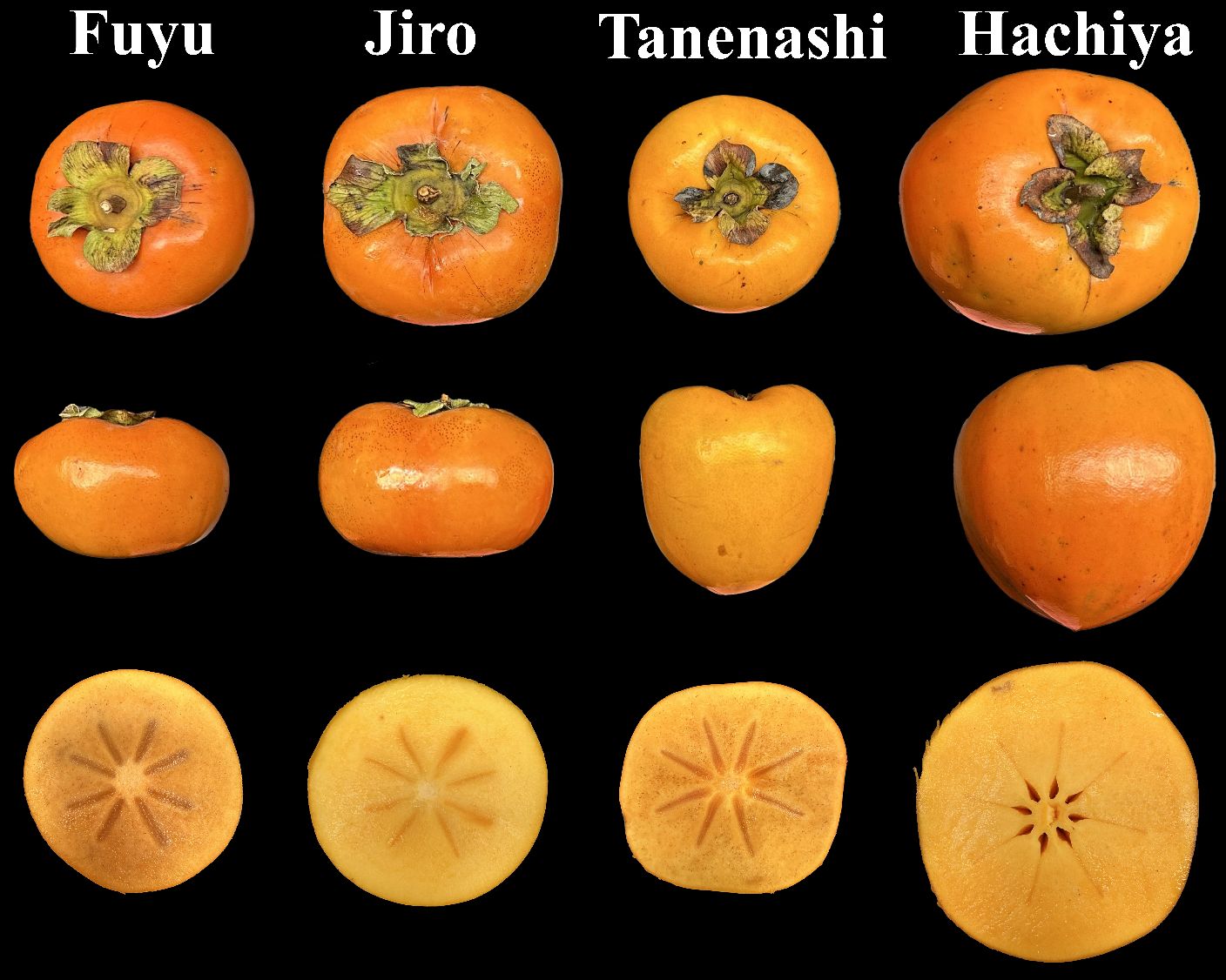 Intact fruit and equatorial cross-sections of the non-astringent ‘Fuyu’ and ‘Jiro’ varieties and the astringent ‘Tanenashi’ and ‘Hachiya’ varieties.