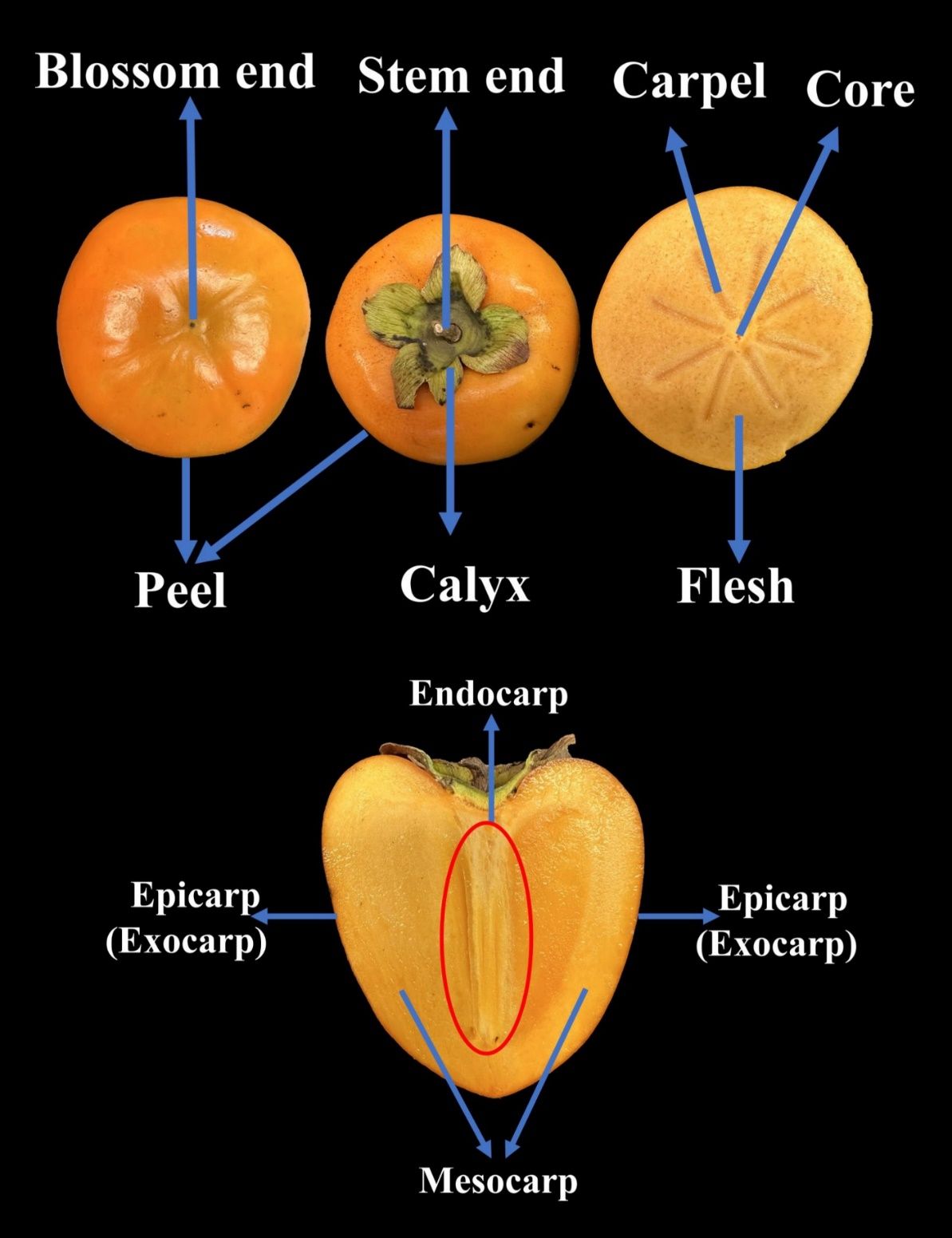 Anatomy of persimmon fruit.