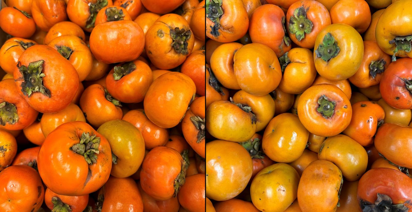 Fruit of ‘Jiro’ (left) and ‘Fuyu’ (right) persimmon.