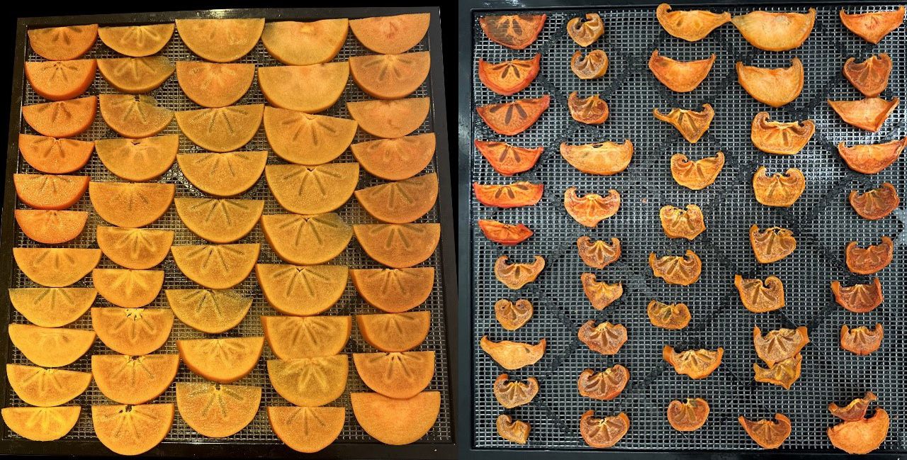 Comparison of texture and shape of fresh (left) and dehydrated (right) persimmon slices.