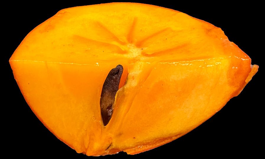 Seed of a persimmon fruit.