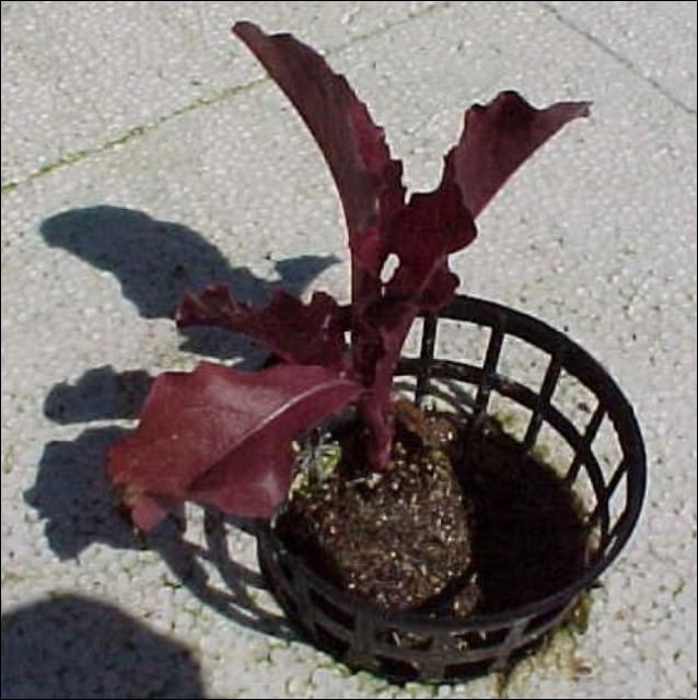 Figure 3. Lettuce transplant in net pot.