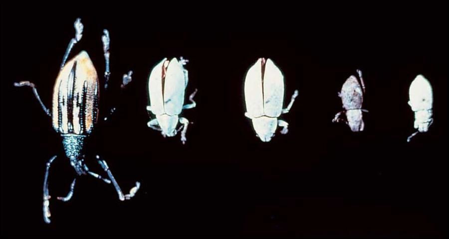 Figure 1. Five weevils (left to right: Diaprepes, southern blue-green, northern blue-green, Fuller rose, little leaf notcher).
