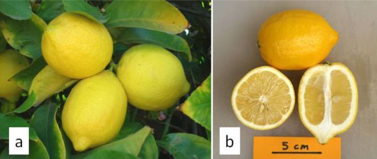 Figure 1. Photograph 1. (a) 'Lisbon' lemon fruit and (b) lemon fruit size, pulp, and seeds.