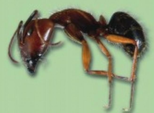 Figure 12. Florida carpenter ant.