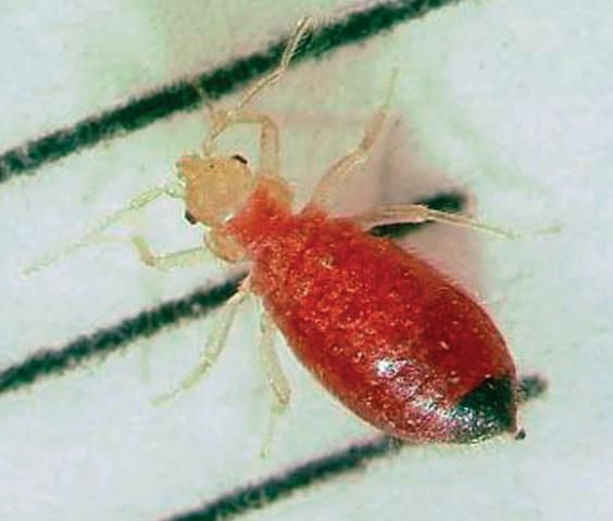 Figure 4. Engorged nymph.
