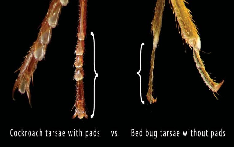 Figure 6. A comparison of cockroach tarsae with pads, left, and bed bug tarsae without pads, right.