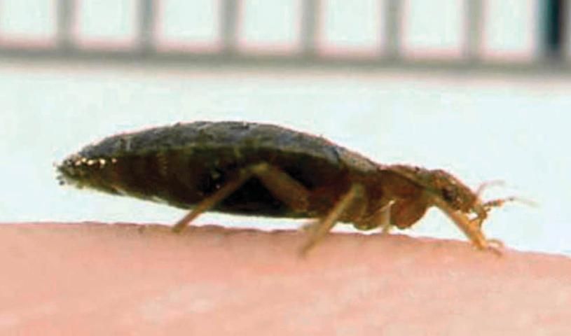 Figure 2. Bed bug adult, lateral view.