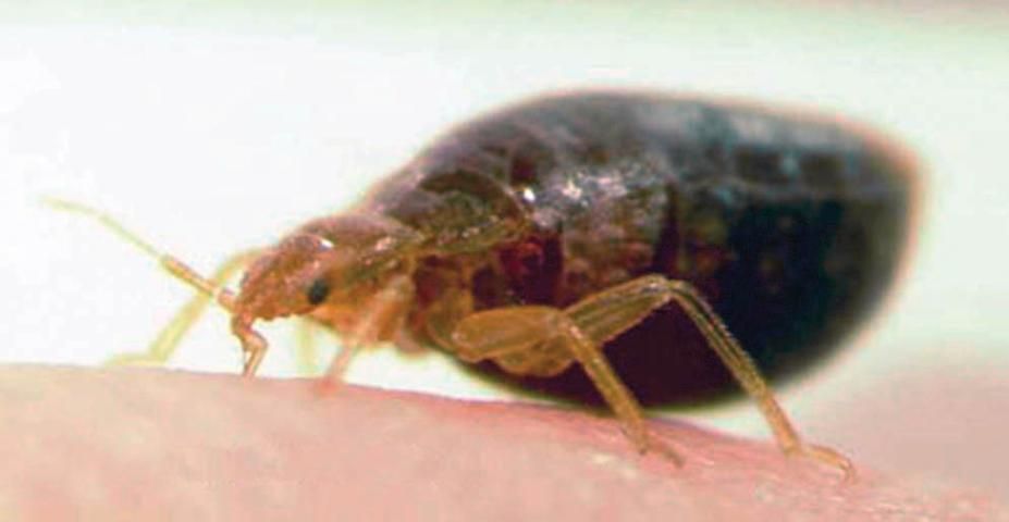 Figure 3. Feeding adult bed bug.