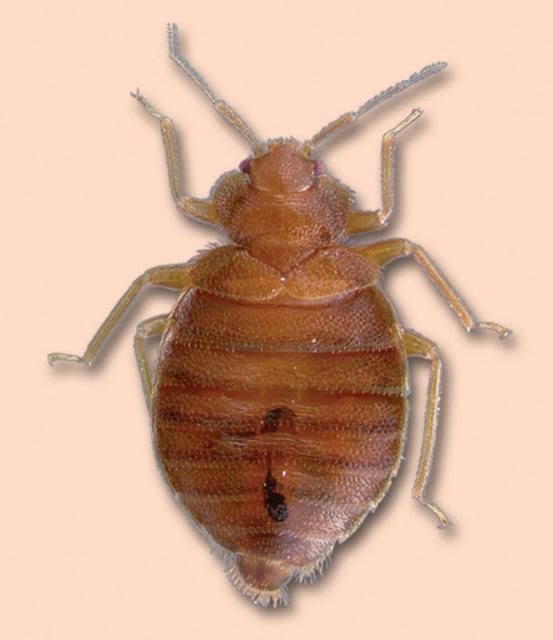 Figure 1. Adult bed bug.