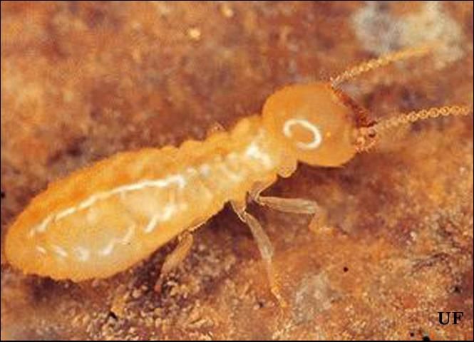 Figure 1. Eastern subterranean termite.