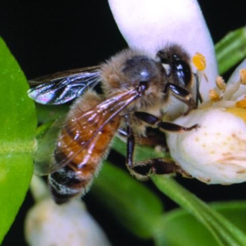 Figure 1. Honey bee.