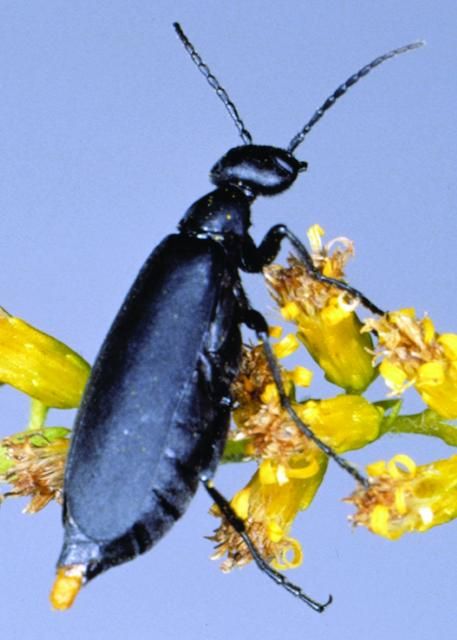 Figure 14. Blister beetle.