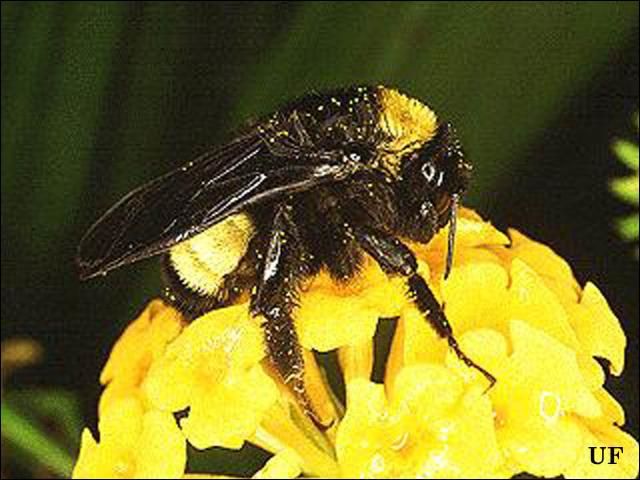 Figure 2. Bumble bee.
