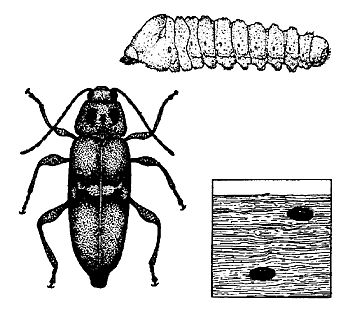 Figure 8. Old house borer (Cerambycidae).
