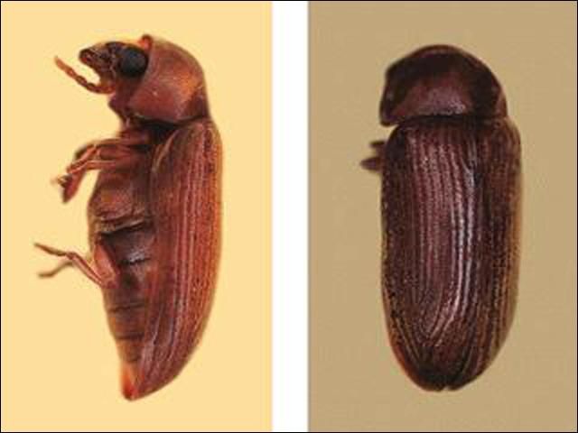 Figure 1. Anobiid powderpost beetle.