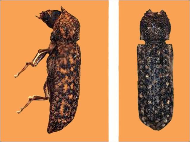 Figure 3. Bostrichid powderpost beetle.