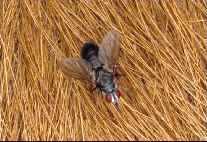 Figure 10. Horn fly.