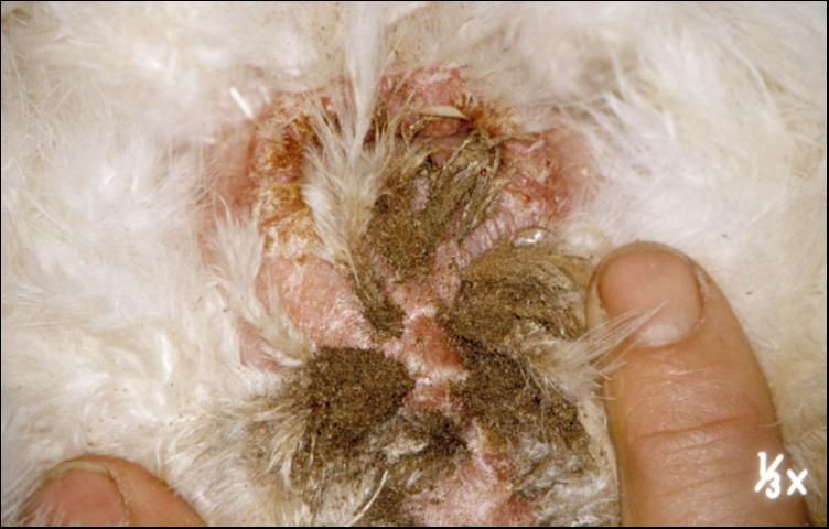 Figure 3. Northern fowl mite on host.