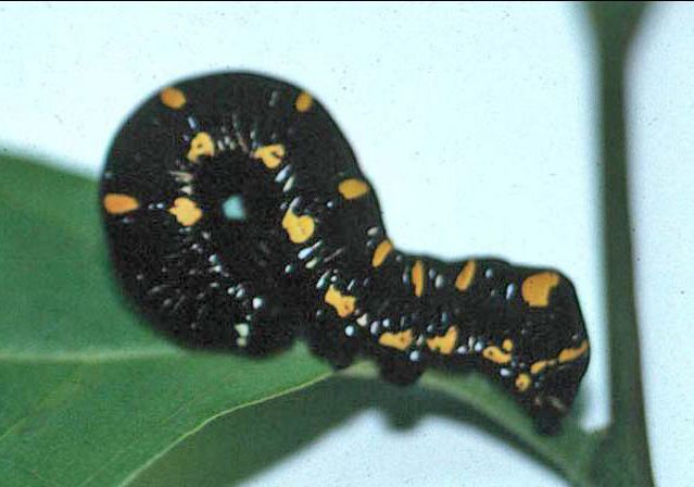 Figure 8. Larva of Gonodonta nutrix.