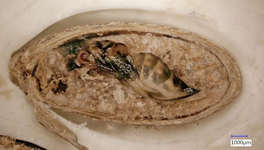 Figure 2. Pupa of the annona seed borer, Bephratelloides cubensis inside the seed.