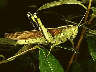 Figure 5. Obscure grasshopper, Schistocerca obscura (Fabricius).