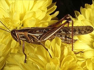 Figure 9. American bird grasshopper, Schistocerca americana (Drury).