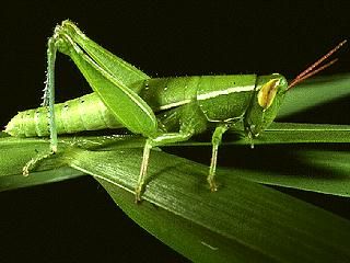 Figure 2. Linearwinged grasshopper, Aptenopedes sphenariodes (Scudder).