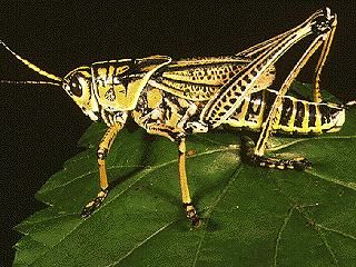 Figure 7. Southern lubber grasshopper, Romalea guttata (Houttuyn).