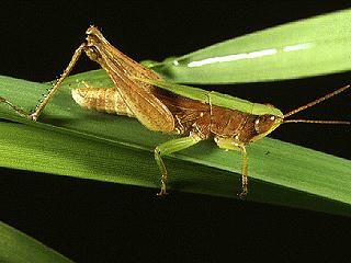Figure 1. Green slantfaced grasshopper, Dichromorpha viridis (Scudder).